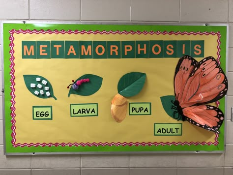 Metamorphosis Butterfly Life Cycle Bulletin Board. I like to use dimensional elements in my boards to make them more interesting and fun! Butterfly Life Cycle Bulletin Board Ideas, Butterfly Life Cycle Craft Art Projects, Life Cycle Of A Butterfly Bulletin Board, Life Cycle Bulletin Board Ideas, The Life Cycle Of A Butterfly, Bulletin Board Ideas For Science, Life Cycle Of A Butterfly Craft, Science Bulletin Boards Preschool, Butterfly Life Cycle Bulletin Board