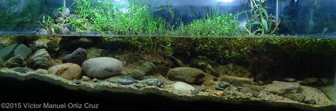 http://showcase.aquatic-gardeners.org/2015/show432.html#s406-1 Biotope Aquarium, Freshwater Plants, Fish Tank Terrarium, Aquascape Design, Aquarium Terrarium, Fishing Room, Aquarium Landscape, Nature Aquarium, Aquascape Aquarium