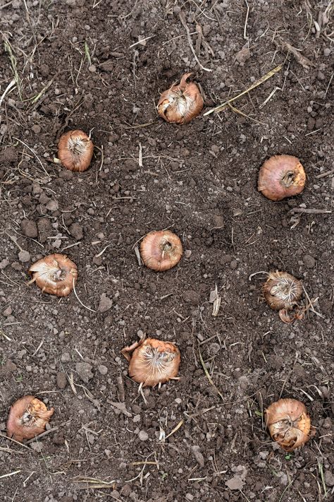 Planting Gladiolus Corms - Rocky Hedge Farm Daffodils Landscaping, Plant Gladiolus Bulbs, Growing Gladiolus, Daffodils Planting, Urban Gardening Ideas, Gladiolus Bulbs, Gladiolus Flower, Daffodil Bulbs, Topiary Trees