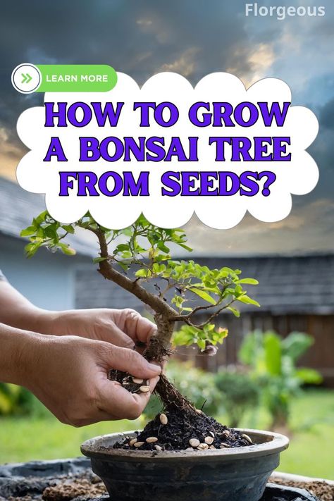 How To Grow a Bonsai Tree From Seeds Bonsai From Seed, Bonsai Care, Bonsai Seeds, Bonsai Plants, Bonsai Trees, Bonsai Tree, Grow Your Own, Have You Tried, How To Grow