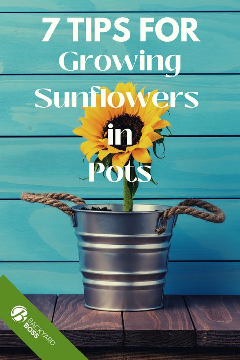 Sunflowers In Pots, Planting Sunflower Seeds, Sunflower Pot, Potted Sunflowers, Plant Parenthood, Growing Rosemary, Growing Sunflowers, Beautiful Sunflowers, Medicinal Herbs Garden