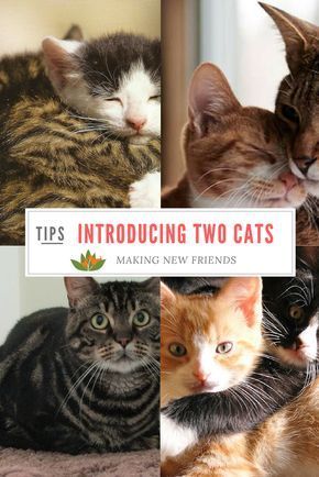 Introducing two cats to each other - here's what you should do to make it easy and safe! How To Introduce Cats, Cat Toilet Training, Cat Tips, Cat Meeting, Older Cats, Cat Hacks, Cat Toilet, Cat Care Tips, Kitten Care