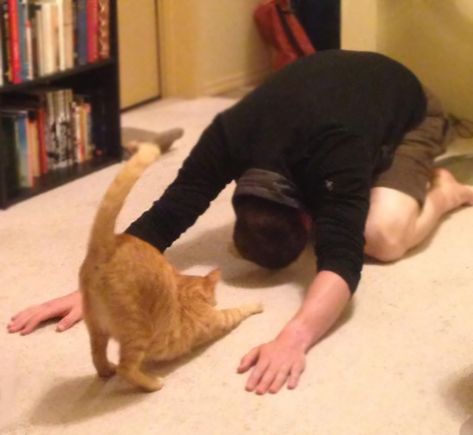 My Husband And Our Cat Doing Yoga. Or Maybe Our Cat Thinking That My Husband Is Bowing Down To Him Animal Yoga, Cat Yoga, Cat Pose, Acro Yoga, Aerial Yoga, Cat People, Yin Yoga, Cat Playing, Funny Animal Pictures