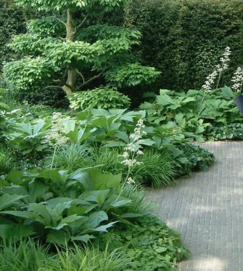 Boulder Garden, Shade Garden Design, Ferns Garden, Woodland Plants, Small Courtyard Gardens, Garden Paving, Backyard Garden Design, Woodland Garden, Garden Landscape Design