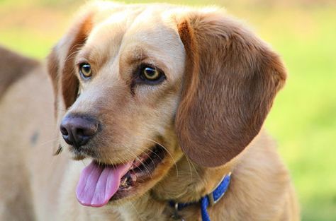 The playful Beago is a blend of the easy-going Beagle and the people-pleasing Golden Retriever. American Labrador, Beagle Golden Retriever Mix Puppies, Beagle Colors, English Labrador, Animal Captions, Golden Retriever Playing, Designer Dogs, Beagle Mix, Labrador Retriever Mix