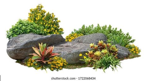 Cutout rock surrounded by flowers. Garden design isolated on white background. Flowering shrub and green plants for landscaping. Decorative shrub and flower bed. High qualit Drawing Rocks, Rock Textures, Rock Gardens, Flowers Png, Garden Shrubs, Rock Garden Landscaping, City Garden, Flowering Shrubs, Garden Photos