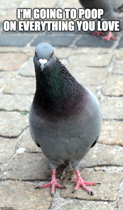 Pigeon Meme, Funny Pigeon, Silly Birds, Bird Attack, Cute Pigeon, Bird Deterrents, Bird Control, Bird Netting, Cute Ducklings