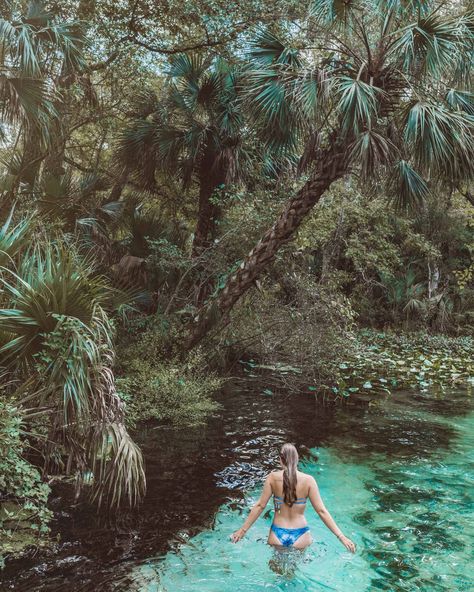 Kelly Park Rock Springs – A Central Florida Gem Kelly Park Florida, Rock Springs Florida, Best Places In Florida, Kayak Stand, Kelly Park, Florida Travel Guide, Florida Springs, Rock Springs, Places In Florida