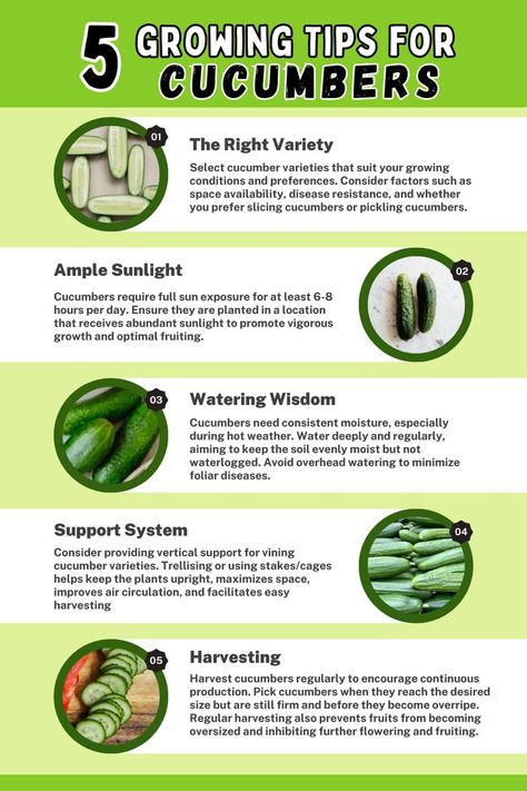 5 Tips for Growing Cucumbers. It showcases essential tips for successful cucumber cultivation, including providing adequate sunlight, vertical support for vining varieties, preparing well-drained soil, maintaining consistent moisture levels, and regular harvesting. Learn how to optimize cucumber growth and enjoy a bountiful harvest with these valuable tips. How To Grow Cucumbers, Cucumber Plants, Grow Cucumbers, Cucumber Gardening, Cucumber Varieties, Vegetable Garden Planner, Vegetable Garden Tips, Cucumber Plant, Growing Cucumbers