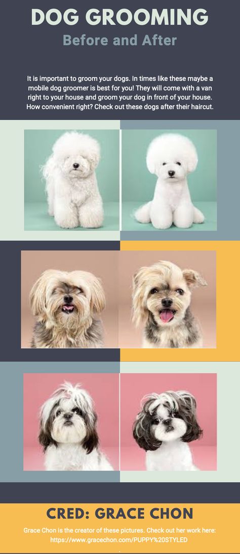 Dog Grooming Instagram, Dog Grooming Templates, Before And After Dog Grooming, Dog Grooming Terms And Conditions, Mobile Dog Grooming, Dog Grooming Tips, Dog Grooming Memes, Dog Groomer, Grooming Tips