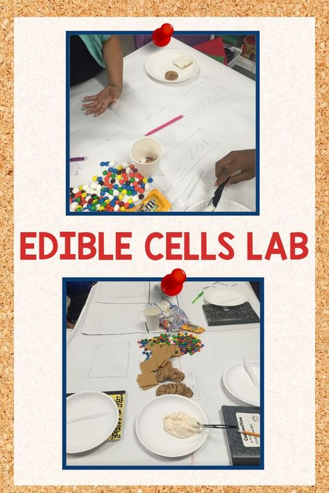 Animal Cell Activity, Parts Of A Cell, Edible Cell Project, Edible Cell, Teaching Cells, Animal Cell Project, Biology Activity, Animal Cells, Science Cells