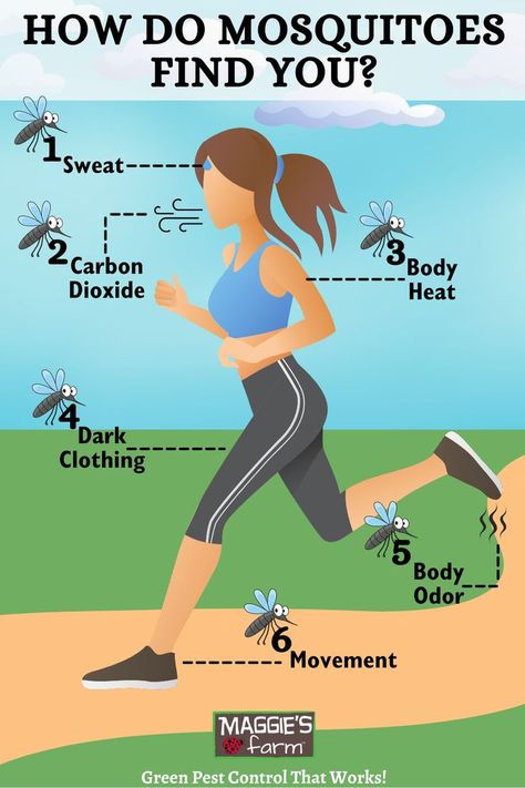 Infographic depicting a woman running on a path wearing a light blue top and gray pants. She is sweating and exhaling. 4th Of July Wood Signs, Funny Mosquito, Prevent Mosquito Bites, Crystal Makeup, Mosquito Trap, Mosquito Bites, Natural Pest Control, Environmental Studies, Mosquito Bite