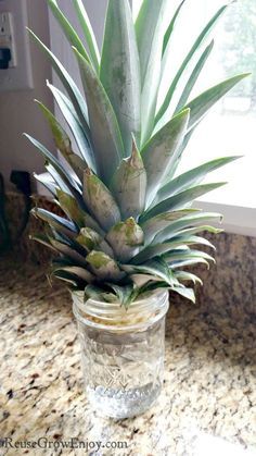 Growing Pineapple From Top, Planting Pineapple Top, Pineapple Plant Care, Grow Pineapple Plant, Grow A Pineapple, Growing Pineapple, Pineapple Planting, Kitchen Scraps, Pineapple Top