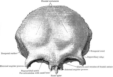 Frontal bone Frontal Bone Anatomy, Frontal Bone, Bone Anatomy, Skull Anatomy, Head And Neck, Anatomy, Bones, Medicine, Clip Art