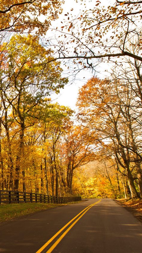 Engagement Vibes, Wisconsin Fall, Lake Geneva Wisconsin, Zipline Adventure, Fall Getaways, Scenic Roads, Fall Country, Adventure Photos, Changing Leaves