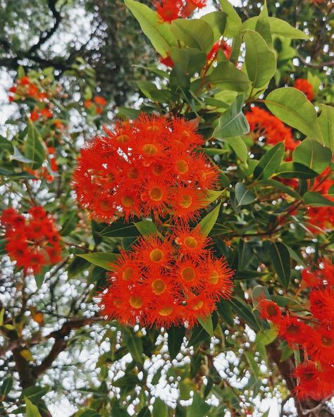 The Red flowering gum - native to Western Australia Australia Flowers, Flowering Gum, Flowers Aesthetic, Beautiful Flowers Pictures, Flower Pictures, Western Australia, Red Flowers, Gum, Beautiful Flowers