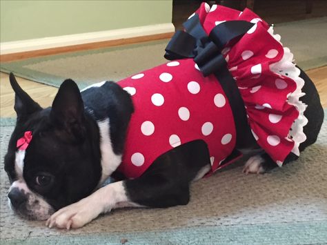 Dogs With Bows, Lilac Boston Terrier, Cute Boston Terrier, English Terrier, Red And White Boston Terrier, Dog Outfits, Boston Terrier Funny, Terrier Breeds, Boston Terrier Puppy