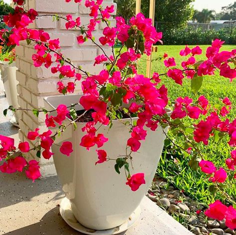 Knowing which variety of plants will actually survive and thrive in pots can be trickyTake a look at our top 20 plants that love living in pots article. Patio Flower Pots, Potted Plants Patio, Patio Container Gardening, Tattoo Plant, Porch Plants, Patio Flowers, Porch Flowers, Container Garden Design, Potted Plants Outdoor