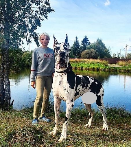 Grey Great Dane Puppy, Great Danes Black, Great Dane Full Grown, Great Dane Kennel Ideas, Dalmatian Great Dane, Great Dane Mastiff Mix Dogs, Great Dane Mix Dog Breeds, Great Dane Wallpaper, Great Dane Dog House