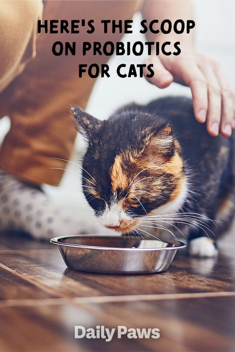 Probiotics for cats: What they are, when your cat might need them, and vet-recommended picks #catcare #cats #cathealth #healthycats #catnutrition #catdiet #careforyourcat Cat Diet Plan, Cat Vitamins, Gut Problems, Cat Supplements, Digestive Supplements, Cat Diet, Cat Nutrition, Natural Probiotics, Here's The Scoop