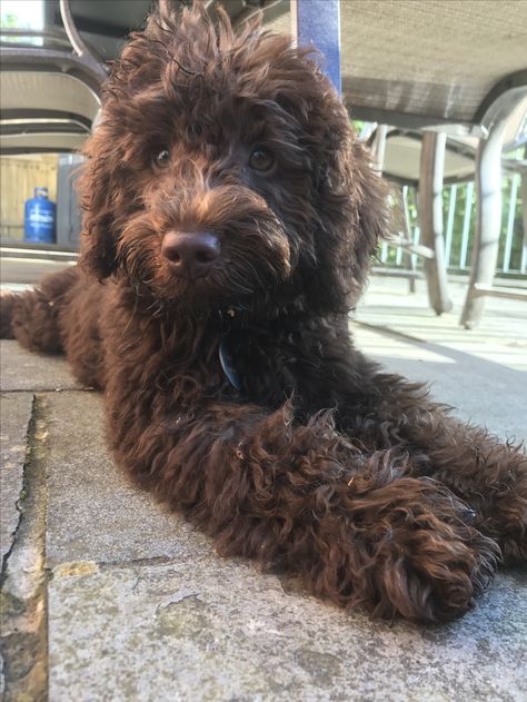 Chocolate Goldendoodle Puppy, Chocolate Golden Doodle, Teacup Labradoodle, Labradoodle Full Grown, Labradoodle Chocolate, Chocolate Labradoodle Puppy, Chocolate Cockapoo, Chocolate Goldendoodle, Brown Labradoodle