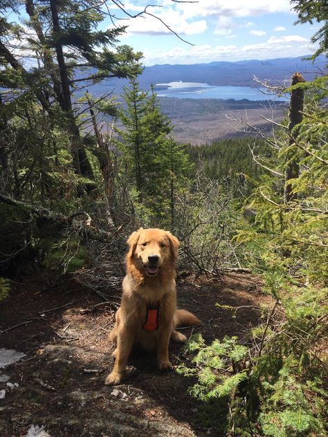 My hiking partner Golden Retriever Hiking, Indoor Dog Fence, Cute Puppies Images, Cute Puppy Wallpaper, Wireless Dog Fence, Cute Dogs Images, Puppy Images, Guard Dog, Cute Puppy Pictures