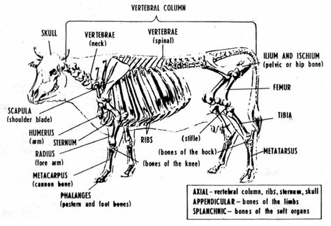 Bovine Anatomy - Skeletal Bovine Anatomy, Cow Anatomy, Neck Vertebrae, Cow Skeleton, Veterinarian School, Vet Science, Teach Ag, Livestock Judging, Ag Education