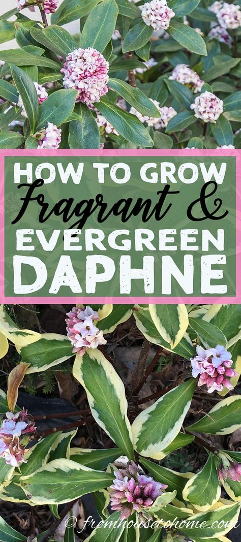 These tips on how to grow Daphne are the BEST! Now I know what to plant in the shade under the trees in my garden. I love that it is evergreen, fragrant and blooms in the winter! Daphne Shrub, Daphne Plant, Small Evergreen Shrubs, Shade Loving Shrubs, Plants Under Trees, Florida Landscaping, Shade Shrubs, Garden Growing, Toast Casserole