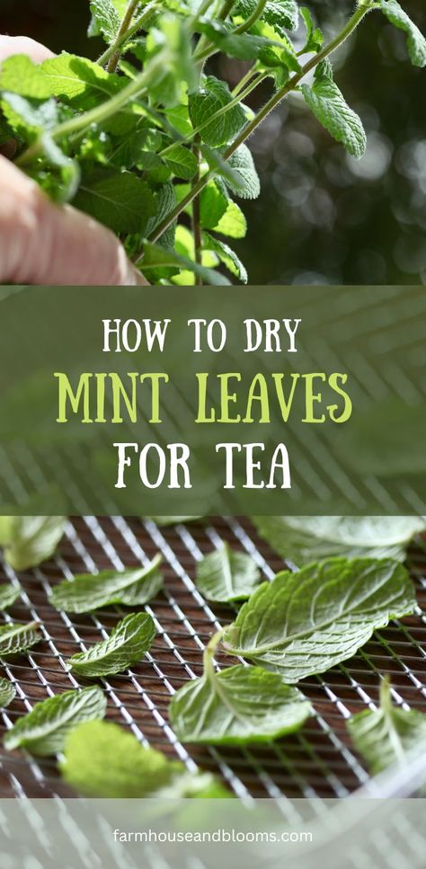 two pictures of drying mint leaves for tea Dry Mint Leaves, Homemade Healing Salve, Drying Mint Leaves, Growing Herbs Indoors, Canned Food Storage, Homemade Tea, Mint Plants, Mint Tea, Home Grown