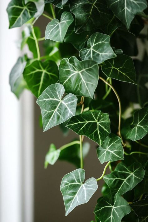 English Ivy (Hedera helix) is a timeless and elegant choice for any indoor or outdoor space! 🌿🏡 Known for its trailing vines and classic beauty, this plant is a delightful blend of charm and versatility. Easy to care for and perfect for adding a touch of lush greenery, English Ivy enhances any setting with its graceful appearance. Indulge in this enduring botanical favorite today! 🌱✨ #EnglishIvy #Houseplants #IndoorGarden #GreenLiving Ivy Houseplant, Ivy Plant Indoor, English Ivy Plant, Ivy Flower, Witchy Garden, Plant Vegetables, Holly Wedding, Wedding Swag, Hedera Helix