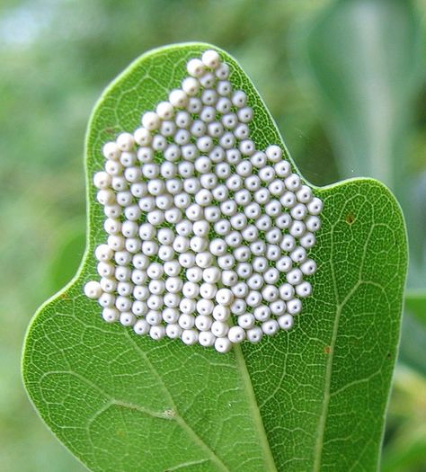 BUTTERFLY EGGS | Butterfly (Lepidoptera) Eggs on Leaf 2 Butterfly Eggs On Leaf, Butterfly Eggs, Butterfly Lessons, Insect Eggs, Butterfly Feeder, Leaf Illustration, Moth Caterpillar, Dorm Art, Butterfly Life Cycle