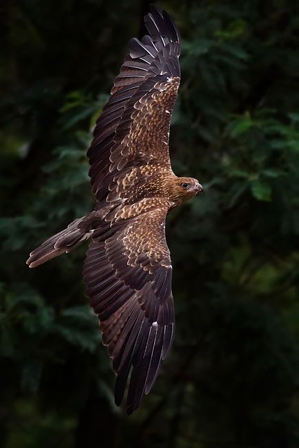 Flight Feathers, Eagle In Flight, Brown Bird, Bird Wings, Golden Eagle, Bird Wallpaper, Wildlife Nature, Birds Tattoo, Birds Of Prey