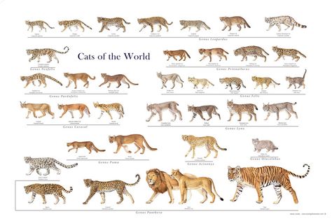 Cats of the World by Jessie Jordan Update: This poster is no longer available. Cats Of The World, Wild Cat Species, Jungle Cats, Small Wild Cats, Cat Species, Jungle Cat, Animal Species, Cat Family, Scientific Illustration