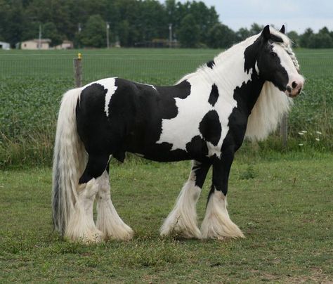 #horses  Romany King   Gypsy Vanner Romani Horse, Romani Vanner Horse, Beautiful Horse Breeds, Breyer Custom, Vanner Horse, Ponies For Sale, Horse For Sale, Pony Breeds, Shire Horse