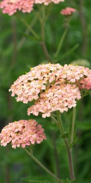 ACHILLEA 'Lachsschonheit' (Galaxy Series) Achillea Flower, Front Yard Flowers, August Flowers, Prairie Garden, Plant Benefits, Garden Compost, Cut Flower Garden, Pallets Garden, Flower Spike