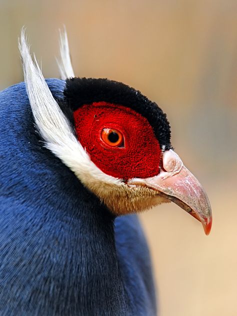 This looks like a compilation of a silver pheasant with the red eye and black hood. The beard and whiskers and grey body look like an auk or puffin. Still researching. CH. Burung Kakatua, Regard Animal, Kinds Of Birds, Game Birds, Airbrush Art, Nature Birds, All Birds, Exotic Birds, Arte Animal