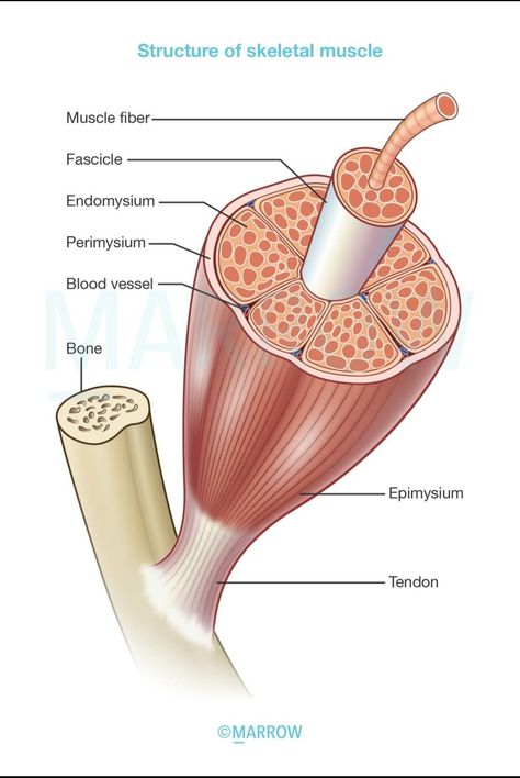 Connective tissue support Endomysium- individual muscle fibres Perimysium- muscle bundles/ fasciculi Epimysium- muscle groups/ whole muscle Muscle Labeling Worksheet, Muscle Types Anatomy, Muscle Tissue Anatomy, Muscle Physiology, Skeletal Muscle Anatomy, Muscle Cell, Muscles Anatomy, Muscle Diagram, Human Body Projects