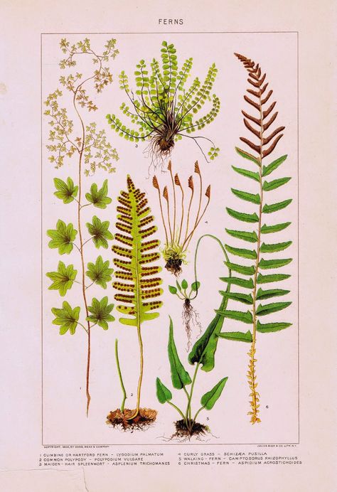 Nature Garden Flowers Printable - Ferns via knickoftimeinteriors.blogspot.com Fern Images, Fern Flower, Arte Peculiar, Illustration Botanique, Pop Art Posters, Floral Poster, Scientific Illustration, Nature Garden, Botanical Drawings