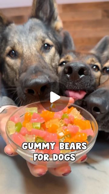 JADE THE SABLE GSD on Instagram: "Gummy Bears For Dogs Recipe 🐻 (save this for later/recipe card @ the end)
#dog #dogs #dogrecipe #germanshepherd #gsd" Dak Board, Dog Breath Mints, Dog Breath Remedy, Dog Breath Treats, Dog Beds Homemade, Dog Mints, Doggy Treats, Easy Dog Treat Recipes, Breath Mints