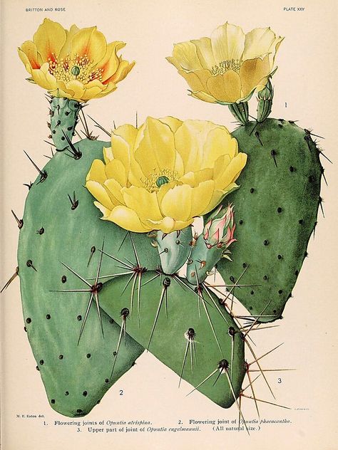 "Vintage botanical illustration - The Cactaceae - Britton and rose plate 25 " Poster by Gardenlibrary | Redbubble Desert Wall Decor, South Western Decor, Tea Stained Paper, Botanical Illustration Vintage, Cactus Wall Art, Southwest Decor, Desert Art, Vintage Botanical Prints, Scientific Illustration