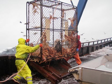 Snow crab fishing in the Bering sea. Snow crab (Chionoecetes bairdi) fishing in , #AD, #fishing, #crab, #Snow, #Bering, #bairdi #ad College Track, Snow Crab, Motion Graphics Logo, Bering Sea, Photos Frame, Crab Fishing, Track Meet, Shot Put, Graphics Logo