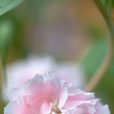 Chiltern Seeds on Instagram: "We love growing Clarkia and think it needs to be grown more! It’s very easy from seed and quick to flower with abundant blooms. This is a new one for 2024, Clarkia unguiculata, ‘Appleblossom’, a pretty blush pink. #clarkia #clarkiaunguiculata #annualflowers #newflowers #blushpinkflowers #flowerseeds #growfromseed #grownfromseed #gardenflowers #flowergarden #easytogrow #fromseed #seedsowing #seedstarting #britishflowers #flowers #cutflower #cutflowergarden #cuttinggarden #growyourown #growyourownflowers #instaflowers" Clarkia Unguiculata, British Flowers, Cut Flower Garden, Annual Flowers, Growing Seeds, Seed Starting, Grow Your Own, Flower Seeds, Cut Flowers