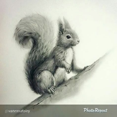 Squirrel Pencil Drawing, Squirrel Sketch, Squirrel Drawing, Pine Tattoo, Squirrel Tattoo, Tre Kunst, Tier Tattoo, Squirrel Pictures, Embroidered Wall Art