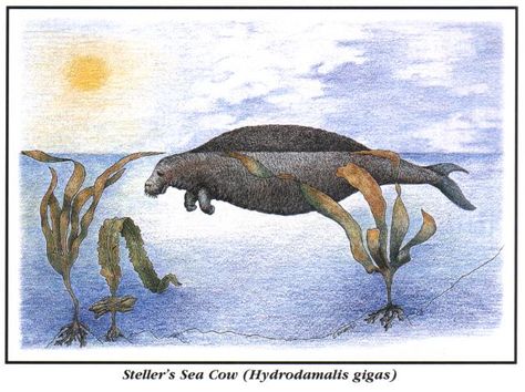 Stellars Sea Cow, Steller's Sea Cow, Extinct Mammals, Bering Sea, Sea Cow, Weird Plants, Present Time, Extinct Animals, Marine Mammals