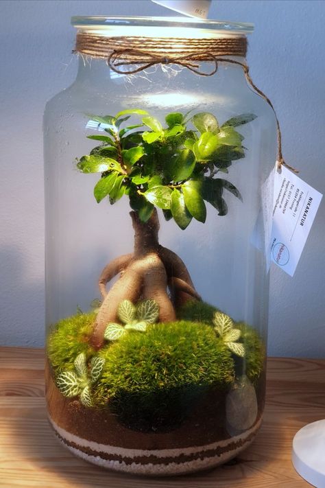 This complete guide gives you all you need to know in order to make a bonsai terrarium. It is easy! Diy Bonsai Tree, Bonsai Moss, Terrarium Bonsai, Bonsai Terrarium, Closed Terrarium Plants, Diy Bonsai, Terrarium Scene, Large Terrarium, Driftwood Ideas