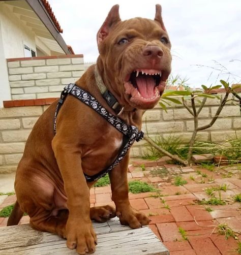 Angry Pitbull, Scary Animals, American Pitbull, Very Angry, Pitbull Puppies, Dog Training Obedience, American Pitbull Terrier, Instagram Dogs, Cane Corso