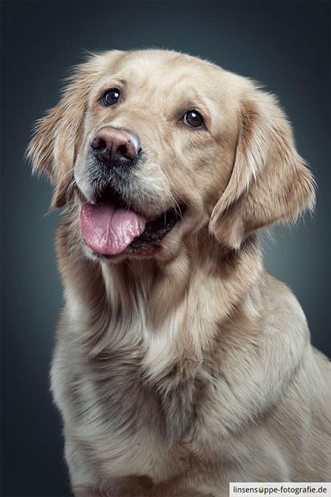 Dog Portraits by Daniel Sadlowski // Part 3 on Behance Golden Retriever Photos, Golden Retriever Portrait, Easiest Dogs To Train, 강아지 그림, Golden Retriever Puppy, Retriever Puppy, Golden Retrievers, Dog Drawing, Dog Paintings