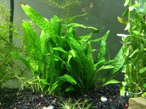 Which plants are best suited for an Aquarium? - Ferns N Petals Java Fern, Tanaman Air, Aquarium Driftwood, Live Aquarium Plants, Aquascape Aquarium, Live Aquarium, Fish Tank Plants, Aquarium Plants, Water Type