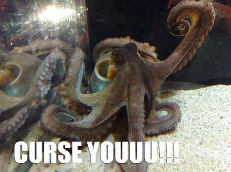 Curse Youuu!!!! Angry Octopus, Gail Carriger, Funny Captions, Funny Animal Memes, Laughing So Hard, Funny Animal Pictures, Funny Animal, Animal Memes, Bones Funny