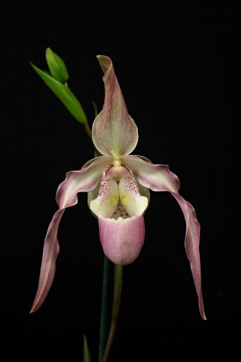 Phragmipedium QF Naukana Kealoha orchid | Slipper Orchids ... Lady Slipper Orchid, Goth Garden, Exotic Orchids, Orchid Flowers, Orchid Care, Flower Therapy, Love Garden, Beautiful Orchids, Most Beautiful Flowers